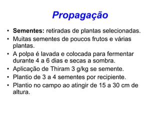 Propagação
• Sementes: retiradas de plantas selecionadas.
• Muitas sementes de poucos frutos e várias
plantas.
• A polpa é lavada e colocada para fermentar
durante 4 a 6 dias e secas a sombra.
• Aplicação de Thiram 3 g/kg se semente.
• Plantio de 3 a 4 sementes por recipiente.
• Plantio no campo ao atingir de 15 a 30 cm de
altura.
 