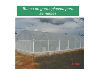 Banco de germoplasma para
sementes
 