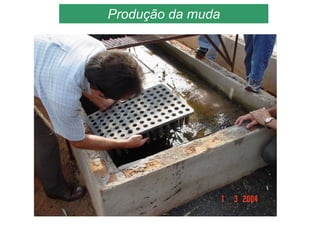 Produção da muda
 