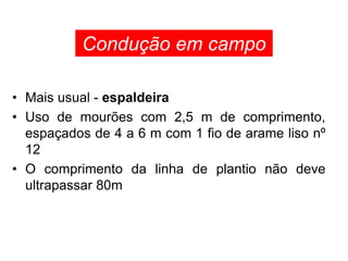 • Mais usual - espaldeira
• Uso de mourões com 2,5 m de comprimento,
espaçados de 4 a 6 m com 1 fio de arame liso nº
12
• O comprimento da linha de plantio não deve
ultrapassar 80m
Condução em campo
 