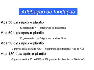 Adubação de fundação
Aos 30 dias após o plantio
10 gramas de N → 50 gramas de nitrocálcio
Aos 60 dias após o plantio
15 gramas de N → 75 gramas de nitrocálcio
Aos 90 dias após o plantio
10 gramas de N e 20 de K2O → 50 gramas de nitrocálcio + 35 de KCl
Aos 120 dias após o plantio
30 gramas de N e 30 de K2O → 150 gramas de nitrocálcio + 50 de KCl
 