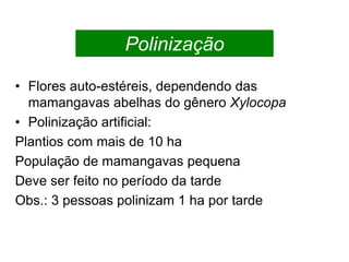 • Flores auto-estéreis, dependendo das
mamangavas abelhas do gênero Xylocopa
• Polinização artificial:
Plantios com mais de 10 ha
População de mamangavas pequena
Deve ser feito no período da tarde
Obs.: 3 pessoas polinizam 1 ha por tarde
Polinização
 