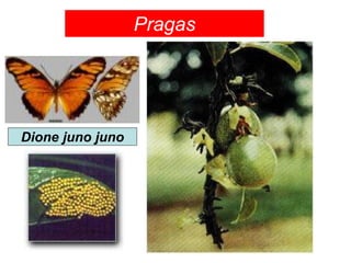 Dione juno juno
Pragas
 