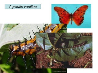 Agraulis vanillae
 