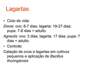 Lagartas
• Ciclo de vida:
Dione: ovo: 6-7 dias; lagarta: 19-27 dias;
pupa: 7-8 dias = adulto.
Agraulis: ovo: 3 dias; lagarta: 17 dias; pupa: 7
dias = adulto.
• Controle:
Catação de ovos e lagartas em cultivos
pequenos e aplicação de Bacillus
thuringiensis
 
