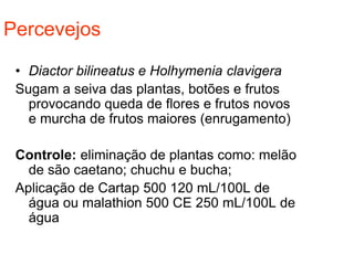 Percevejos
• Diactor bilineatus e Holhymenia clavigera
Sugam a seiva das plantas, botões e frutos
provocando queda de flores e frutos novos
e murcha de frutos maiores (enrugamento)
Controle: eliminação de plantas como: melão
de são caetano; chuchu e bucha;
Aplicação de Cartap 500 120 mL/100L de
água ou malathion 500 CE 250 mL/100L de
água
 