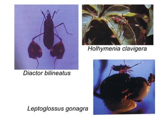 Diactor bilineatus
Holhymenia clavigera
Leptoglossus gonagra
 