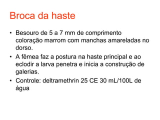 Broca da haste
• Besouro de 5 a 7 mm de comprimento
coloração marrom com manchas amareladas no
dorso.
• A fêmea faz a postura na haste principal e ao
eclodir a larva penetra e inicia a construção de
galerias.
• Controle: deltramethrin 25 CE 30 mL/100L de
água
 