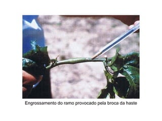 Engrossamento do ramo provocado pela broca da haste
 