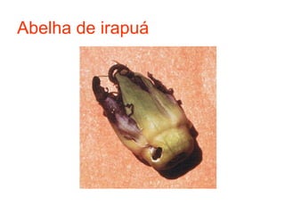 Abelha de irapuá
 