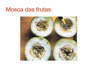 Mosca das frutas
 