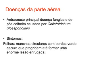 Doenças da parte aérea
• Antracnose principal doença fúngica e de
pós colheita causada por Colletotrichum
gloesporioides
• Sintomas:
Folhas: manchas circulares com bordas verde
escura que progridem até formar uma
enorme lesão enrugada;
 