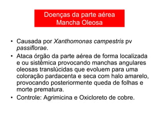 • Causada por Xanthomonas campestris pv
passiflorae.
• Ataca órgão da parte aérea de forma localizada
e ou sistêmica provocando manchas angulares
oleosas translúcidas que evoluem para uma
coloração pardacenta e seca com halo amarelo,
provocando posteriormente queda de folhas e
morte prematura.
• Controle: Agrimicina e Oxicloreto de cobre.
Doenças da parte aérea
Mancha Oleosa
 