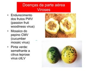 • Endurecimento
dos frutos PWV
(passion fruti
woodiness virus)
• Mosaico do
pepino CMV
(cucumber
mosaic virus)
• Pinta verde:
semelhante a
citrus leprose
virus citLV
Doenças da parte aérea
Viroses
 