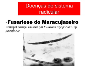 • Fusariose do Maracujazeiro
Principal doença, causada por Fusarium oxysporum f. sp
passiflorae
Doenças do sistema
radicular
 