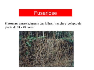 Sintomas: amarelecimento das folhas, murcha e colapso da
planta de 24 - 48 horas
Fusariose
 