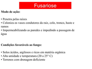 Modo de ação:
• Penetra pelas raízes
• Coloniza os vasos condutores da raiz, colo, tronco, haste e
ramos
• Impermeabilizando as paredes e impedindo a passagem de
água
Condições favoráveis ao fungo:
• Solos ácidos, argilosos e ricos em matéria orgânica
• Alta umidade e temperatura (20 a 25 C)
• Terrenos com drenagem deficiente
Fusariose
 