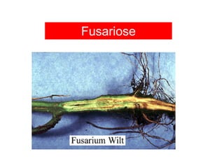 Fusariose
 