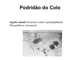 Podridão do Colo
Agente causal: Fusarium solani e principalmente
Phytophthora cinnamomi
 