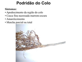 Podridão do Colo
Sintomas:
• Apodrecimento da região do colo
• Casca fina necrosada marrom-escura
• Amarelecimento
• Murcha parcial ou total
 