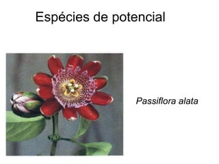 Espécies de potencial
Passiflora alata
 