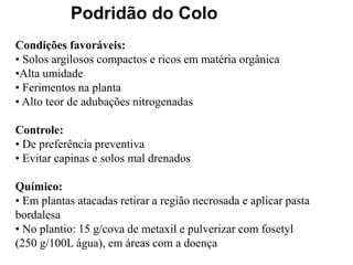 Podridão do Colo
Condições favoráveis:
• Solos argilosos compactos e ricos em matéria orgânica
•Alta umidade
• Ferimentos na planta
• Alto teor de adubações nitrogenadas
Controle:
• De preferência preventiva
• Evitar capinas e solos mal drenados
Químico:
• Em plantas atacadas retirar a região necrosada e aplicar pasta
bordalesa
• No plantio: 15 g/cova de metaxil e pulverizar com fosetyl
(250 g/100L água), em áreas com a doença
 