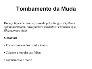Tombamento da Muda
Doença típica de viveiro, causada pelos fungos: Phythium
aphanidermatum, Phytophthora parasitica, Fusarium sp e
Rhizoctonia solani
Sintomas:
• Encharcamento dos tecidos tenros
• Colapso e murcha das folhas
• Tombamento e morte
 