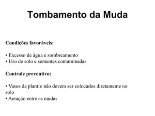 Tombamento da Muda
Condições favoráveis:
• Excesso de água e sombreamento
• Uso de solo e sementes contaminadas
Controle preventivo:
• Vasos de plantio não devem ser colocados diretamente no
solo
• Aeração entre as mudas
 