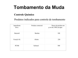 Tombamento da Muda
Controle Químico
Ingrediente
ativo
Produto comercial Doses do produto em
g ou mL/100L de água
Benomil Benlate 100
Fosetyl-AL Aliette 250
PCNB Kobutol 500
Produtos indicados para controle de tombamento
 