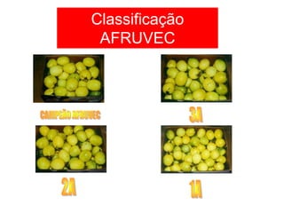 Classificação
AFRUVEC
 