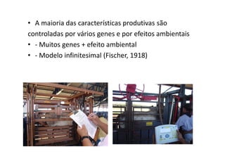 • A maioria das características produtivas são
controladas por vários genes e por efeitos ambientais
• - Muitos genes + efeito ambiental
• - Modelo infinitesimal (Fischer, 1918)
 