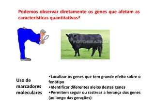 Podemos observar diretamente os genes que afetam as
características quantitativas?
Uso de
marcadores
moleculares
•Localizar os genes que tem grande efeito sobre o
fenótipo
•Identificar diferentes alelos destes genes
•Permitem seguir ou rastrear a herança dos genes
(ao longo das gerações)
 