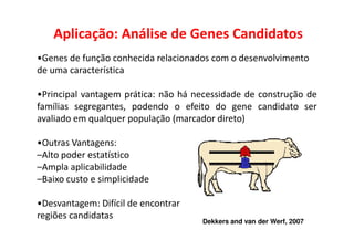 Aplicação: Análise de Genes Candidatos
•Genes de função conhecida relacionados com o desenvolvimento
de uma característica
•Principal vantagem prática: não há necessidade de construção de
famílias segregantes, podendo o efeito do gene candidato ser
avaliado em qualquer população (marcador direto)
•Outras Vantagens:
–Alto poder estatístico
–Ampla aplicabilidade
–Baixo custo e simplicidade
•Desvantagem: Difícil de encontrar
regiões candidatas
Dekkers and van der Werf, 2007
 