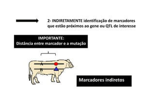 2- INDIRETAMENTE identificação de marcadores
que estão próximos ao gene ou QTL de interesse
IMPORTANTE:
Distância entre marcador e a mutação
Marcadores indiretos
 