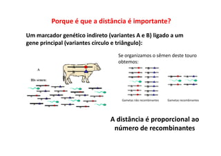 Porque é que a distância é importante?
Um marcador genético indireto (variantes A e B) ligado a um
gene principal (variantes círculo e triângulo):
Se organizamos o sêmen deste touro
obtemos:
Gametas não recombinantes Gametas recombinantes
A distância é proporcional ao
número de recombinantes
 