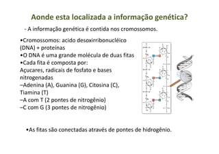 Aonde esta localizada a informação genética?
•Cromossomos: acido desoxirribonucléico
(DNA) + proteínas
•O DNA é uma grande molécula de duas fitas
•Cada fita é composta por:
Açucares, radicais de fosfato e bases
nitrogenadas
- A informação genética é contida nos cromossomos.
nitrogenadas
–Adenina (A), Guanina (G), Citosina (C),
Tiamina (T)
–A com T (2 pontes de nitrogênio)
–C com G (3 pontes de nitrogênio)
•As fitas são conectadas através de pontes de hidrogênio.
 