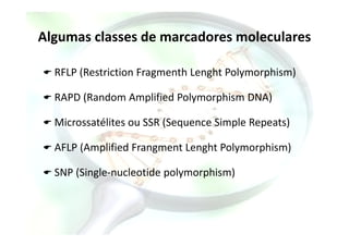 Algumas classes de marcadores moleculares
RFLP (Restriction Fragmenth Lenght Polymorphism)
RAPD (Random Amplified Polymorphism DNA)
Microssatélites ou SSR (Sequence Simple Repeats)Microssatélites ou SSR (Sequence Simple Repeats)
AFLP (Amplified Frangment Lenght Polymorphism)
SNP (Single-nucleotide polymorphism)
 