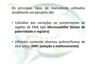 Os principais tipos de marcadores utilizados
atualmente em pecuária são:
• 1)Análise das variações no comprimento de
regiões de DNA tipo Microssatélite (testes de
paternidade e registro)paternidade e registro)
• 2)Painéis contendo diversos polimorfismos de
sítio único (SNP) (seleção e melhoramento)
 