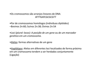 •Os cromossomos são arranjos lineares de DNA:
ATTTGATCGCGCGTT
•Par de cromossomos homólogos (indivíduos diplóides)
–Bovinos 2n:60; Suínos 2n:38; Ovinos 2n:54
•Loci (plural: locos): A posição de um gene ou de um marcador•Loci (plural: locos): A posição de um gene ou de um marcador
genético em um cromossomo.
•Alelos: formas alternativas de um gene
•Haplótipos: Alelos em diferentes loci localizados de forma próxima
em um cromossomo tendem a ser herdados conjuntamente
(Ligação)
 