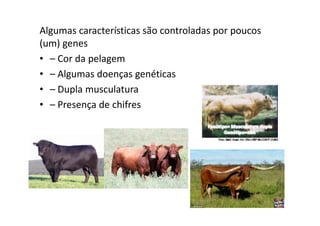 Algumas características são controladas por poucos
(um) genes
• – Cor da pelagem
• – Algumas doenças genéticas
• – Dupla musculatura
• – Presença de chifres
 