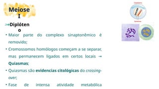 Explorando os Mecanismos e Etapas da Divisão Celular: Mitose e Meiose ...