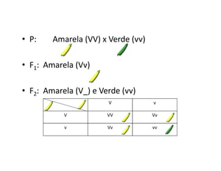 • P:    Amarela (VV) x Verde (vv)

• F1: Amarela (Vv)

• F2: Amarela (V_) e Verde (vv)
                       V            v

           V           VV           Vv

           v           Vv           vv
 