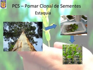 PCS – Pomar Clonal de Sementes
Estaquia