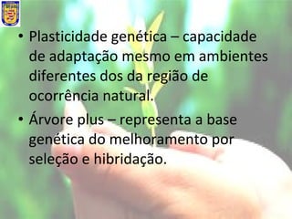 • Plasticidade genética – capacidade
de adaptação mesmo em ambientes
diferentes dos da região de
ocorrência natural.
• Árvore plus – representa a base
genética do melhoramento por
seleção e hibridação.