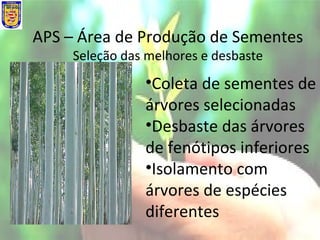 APS – Área de Produção de Sementes
Seleção das melhores e desbaste
•Coleta de sementes de
árvores selecionadas
•Desbaste das árvores
de fenótipos inferiores
•Isolamento com
árvores de espécies
diferentes