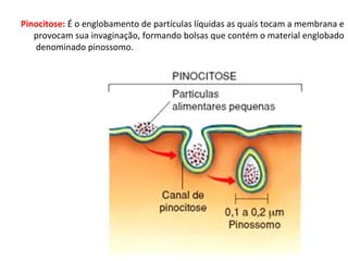 Pinocitose: É o englobamento de partículas líquidas as quais tocam a membrana e
provocam sua invaginação, formando bolsas que contém o material englobado
denominado pinossomo.
 