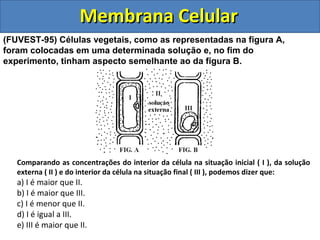 Membrana CelularMembrana Celular
(FUVEST-95) Células vegetais, como as representadas na figura A,
foram colocadas em uma determinada solução e, no fim do
experimento, tinham aspecto semelhante ao da figura B.
Comparando as concentrações do interior da célula na situação inicial ( I ), da solução
externa ( II ) e do interior da célula na situação final ( III ), podemos dizer que:
a) I é maior que II.
b) I é maior que III.
c) I é menor que II.
d) I é igual a III.
e) III é maior que II.
 