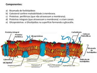 Componentes:
a) Bicamada de fosfolipídeos
b) Colesterol confere maleabilidade à membrana.
c) Proteínas periféricas (que não atravessam a membrana).
d) Proteínas integrais (que atravessam a membrana) e criam canais
e) Glicoproteínas e Glicolipídios na superfície formando o glicocálix.
 