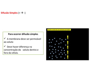 Difusão Simples (+  -)
Para ocorrer difusão simples
 A membrana deve ser permeável
ao soluto
 Deve haver diferença na
concentração do soluto dentro e
fora da célula.
 