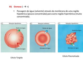 III) Osmose (-  +)
o Passagem de água (solvente) através da membrana de uma região
hipotônica (pouco concentrada) para outra região hipertônica (muito
concentrada).
Célula Túrgida
Célula Plasmolisada
 